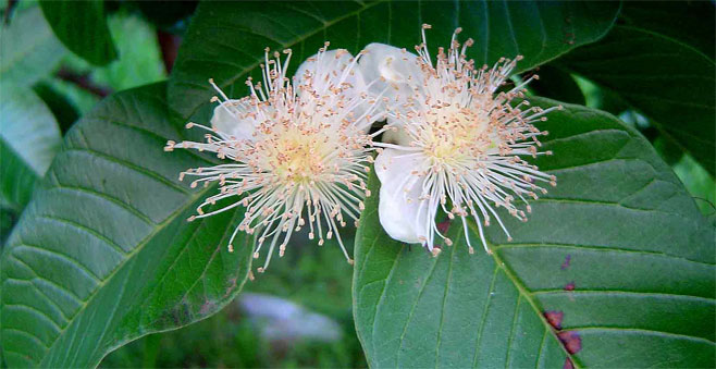 Psidium guajava (Guava)