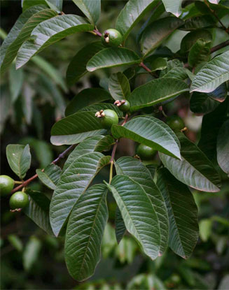 Psidium guajava (Guava)
