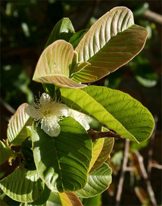 Psidium guajava (Guava)
