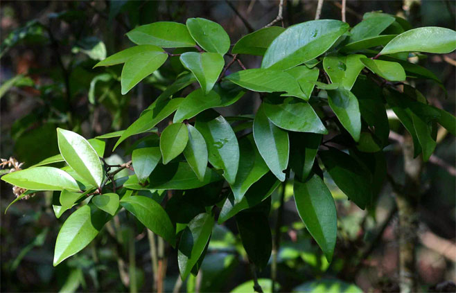 Eugenia natalitia