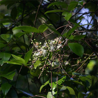 Eugenia natalitia