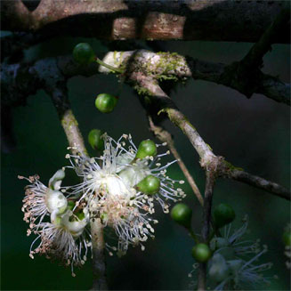 Eugenia natalitia