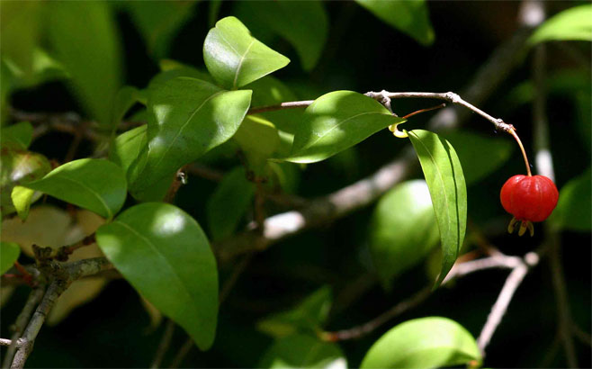 Eugenia uniflora