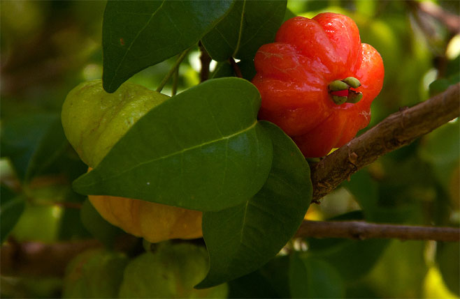 Eugenia uniflora