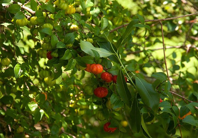 Eugenia uniflora