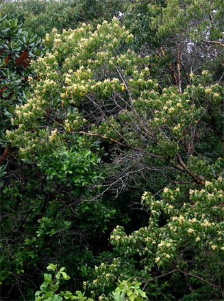 Heteropyxis dehniae