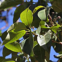 Lophostemon confertus
