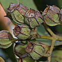 Angophora costata
