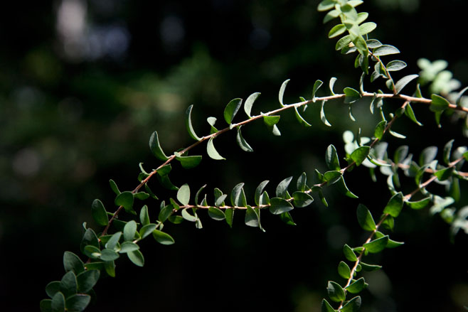 Melaleuca diosmifolia
