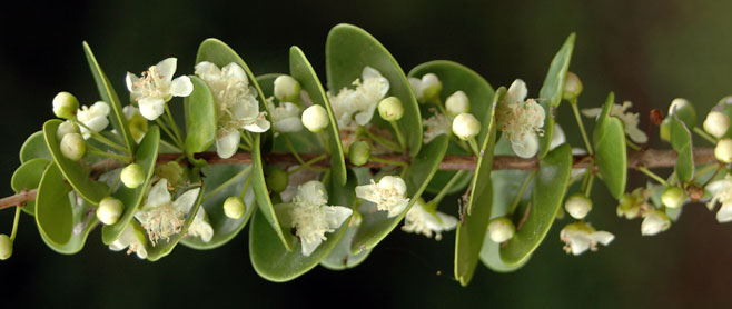 Eugenia capensis (Dune myrtle)