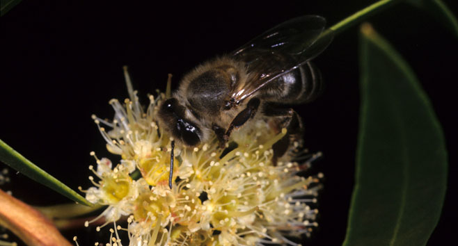 Metrosideros angustifolia (Lance-leaved myrtle)