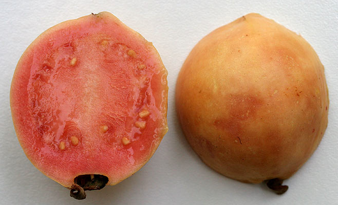 Psidium guajava (Guava)