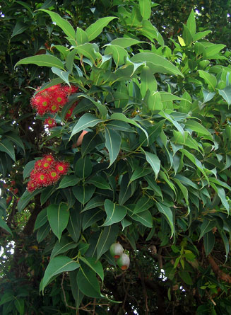 Corymbia ficifolia (Red-flowering gum)
