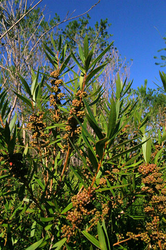 Metrosideros angustifolia (Lance-leaved myrtle)