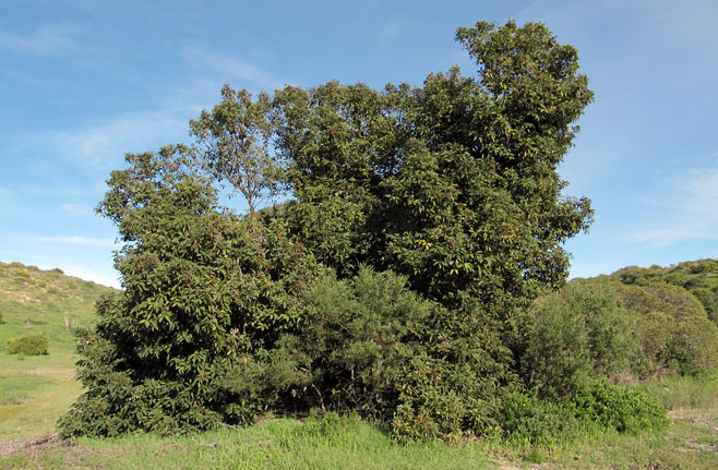 Corymbia ficifolia (Red-flowering gum)