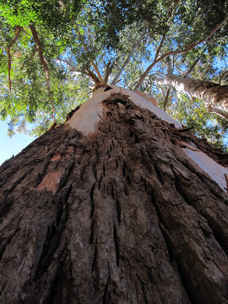 Eucalyptus saligna (Sydney blue gum)