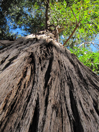 Eucalyptus muelleriana (Yellow stringybark)