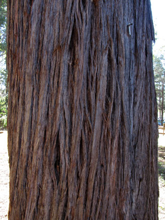 Eucalyptus muelleriana (Yellow stringybark)