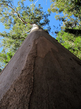 Eucalyptus propinqua (Grey gum)