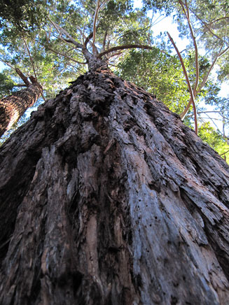 Eucalyptus botryoides (Bangalay, Southern mahogany)