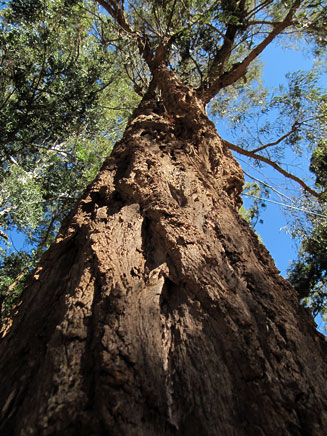 Eucalyptus paniculata (Grey ironbark)