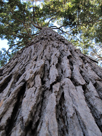 Corymbia gummifera (Red bloodwood)