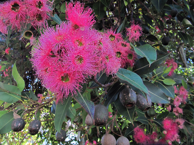 Corymbia ficifolia (Red-flowering gum)