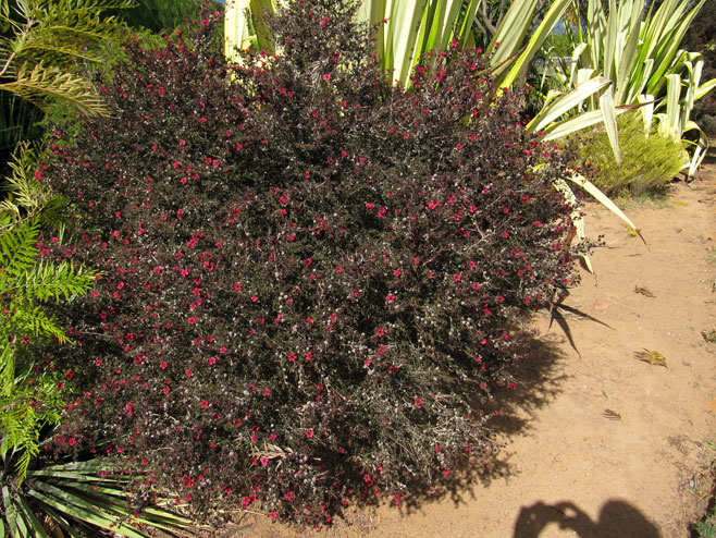 Leptospermum scoparium (Manuka, Manuka myrtle)