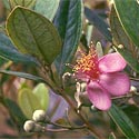 Rhodomyrtus tomentosa [photo Franz Xaver �; from Wikipedia, used under the GNU Free Documentation Licence]