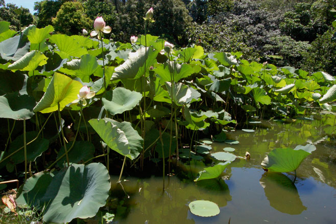 Nelumbo nucifera (Sacred Lotus, Padma)