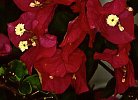Bougainvillea sp.