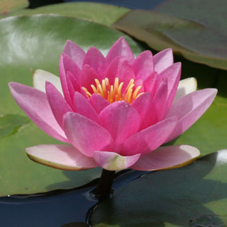 Nymphaea nouchali (Blue waterlily)