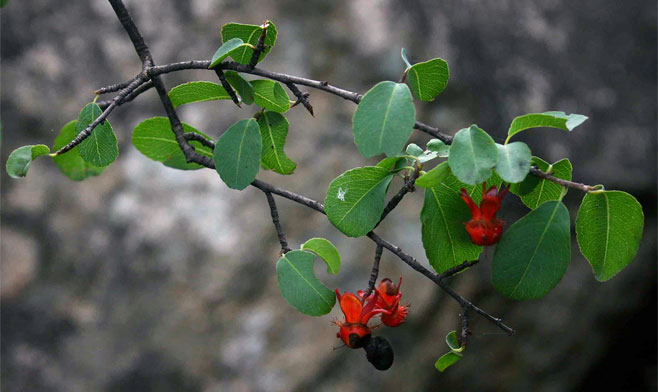 Ochna glauca (Blue-leaved ochna)