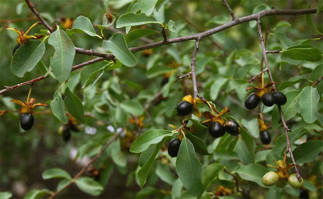 Ochna glauca (Blue-leaved ochna)