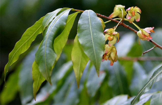 Ochna holstii (Red ironwood)