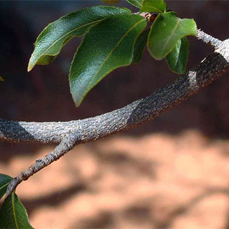 Ochna inermis (Stunted ochna, Boat fruit ochna)