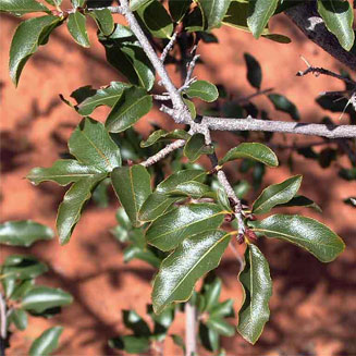 Ochna inermis (Stunted ochna, Boat fruit ochna)