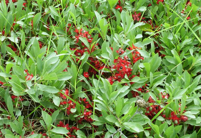Ochna leptoclada