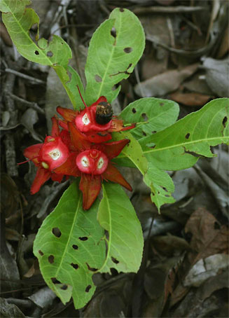 Ochna macrocalyx