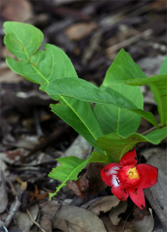 Ochna macrocalyx