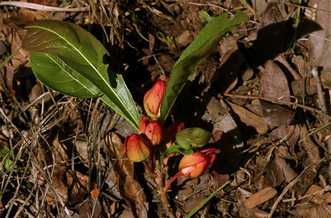 Ochna macrocalyx