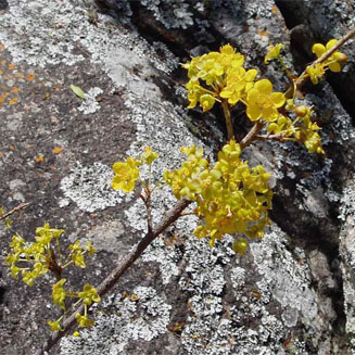Ochna puberula (Granite ochna)