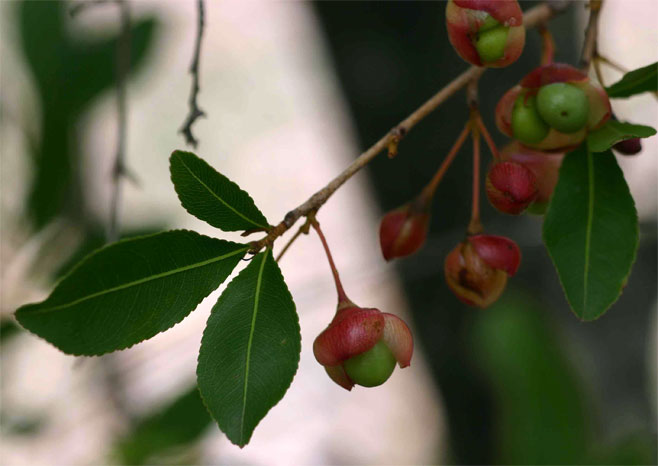 Ochna puberula (Granite ochna)