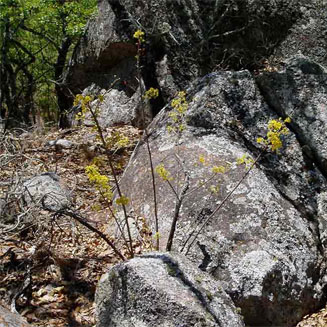 Ochna puberula (Granite ochna)
