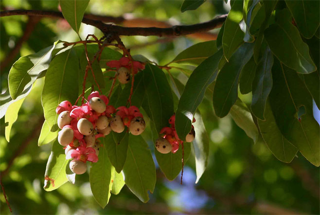 Ochna pulchra (Peeling-bark ochna, Peeling plane)