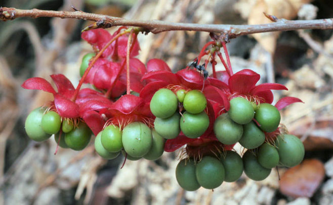 Ochna richardsiae