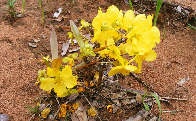 Ochna richardsiae