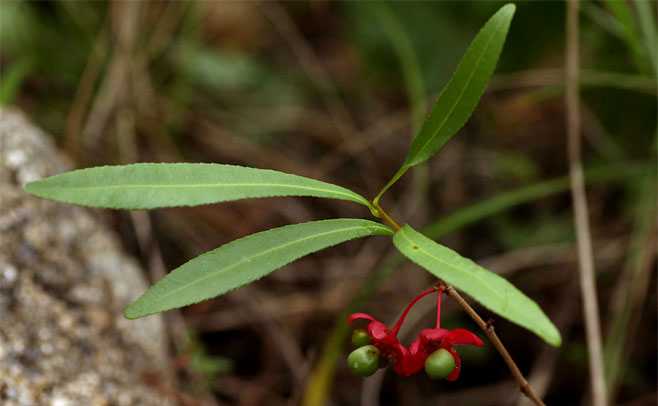 Ochna richardsiae