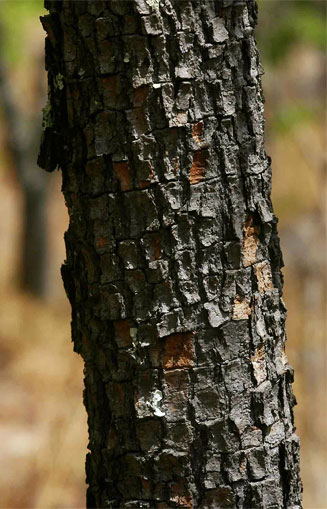Ochna schweinfurthiana (Brick-red ochna)