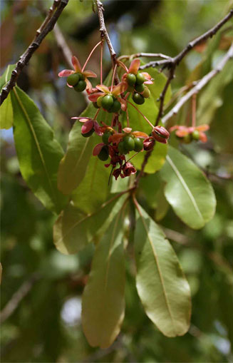 Ochna schweinfurthiana (Brick-red ochna)